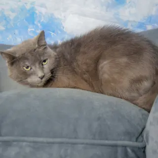 Lyka