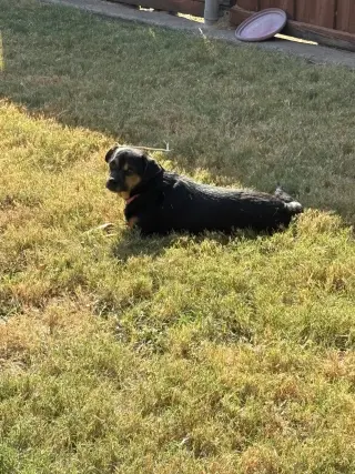 Dolly