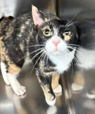 *MERLOT