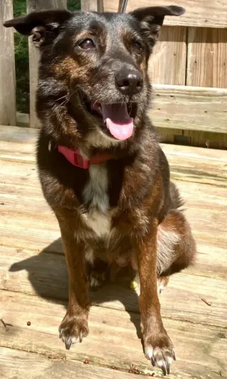 MISS FANCY