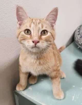 Kitten 28005 (Fitz)