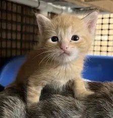 Kitten 28005 (Fitz)