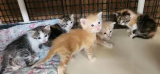 Kitten 28005 (Fitz)