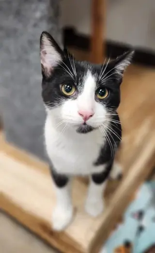 Cat 27854 (Croissant)