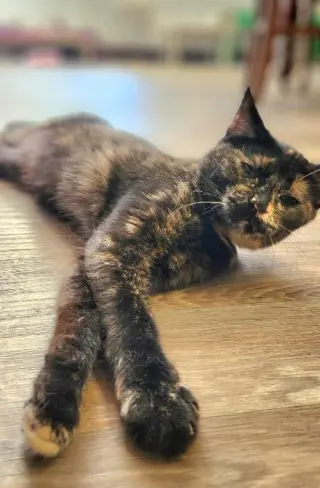 Kitten 27769 (Charlotte)