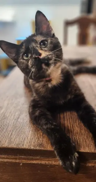 Kitten 27769 (Charlotte)