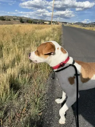 Wishbone