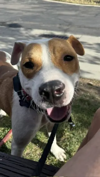 Wishbone