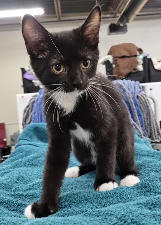 Kitten PowerPoint