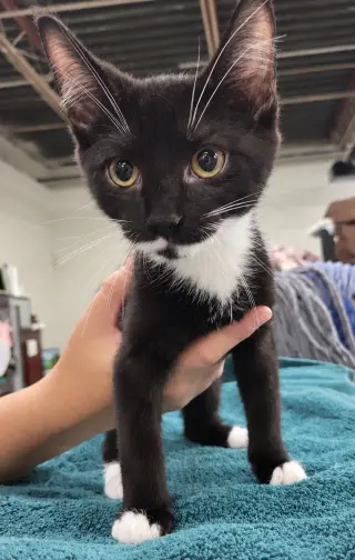 Kitten PowerPoint