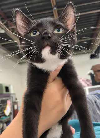 Kitten PowerPoint