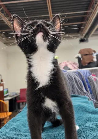 Kitten PowerPoint