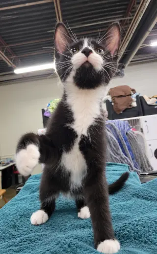 Kitten Word