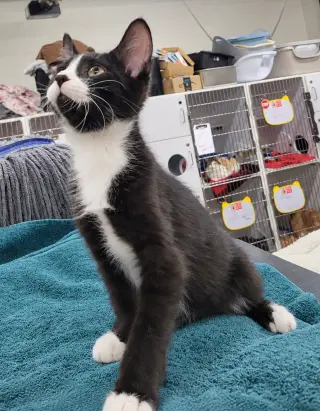 Kitten Word