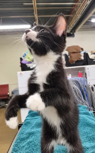 Kitten Word