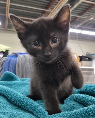 Kitten Cursor