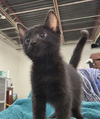 Kitten Cursor