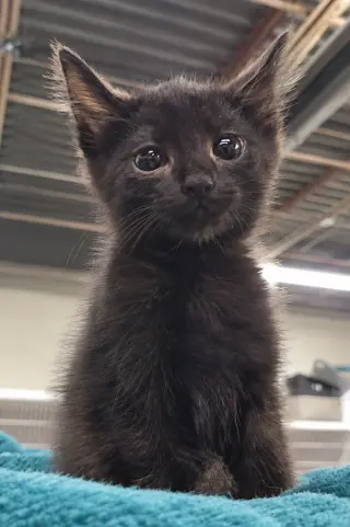 Kitten Cursor