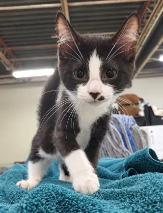 Kitten Adobe