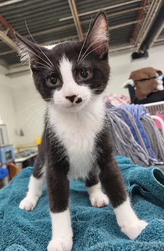 Kitten Adobe
