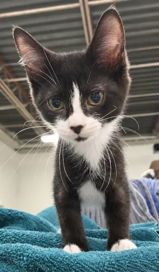 Kitten Excel