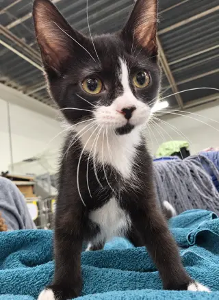 Kitten Excel