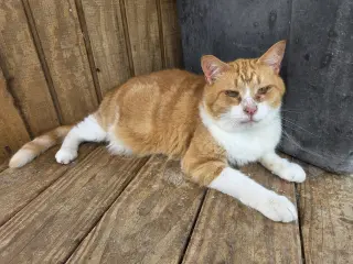 Pumpkin