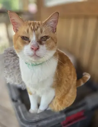 Pumpkin