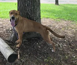 Oscar