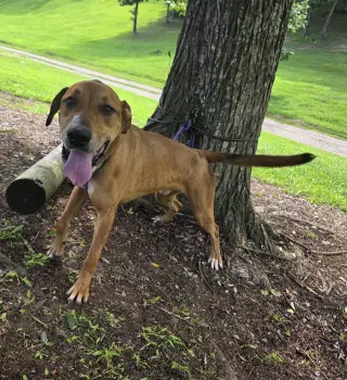 Oscar