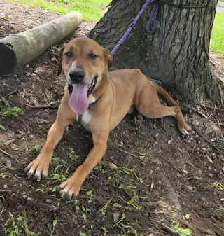 Oscar
