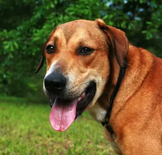 Oscar