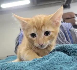 Kitten Fin