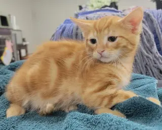 Kitten Crest