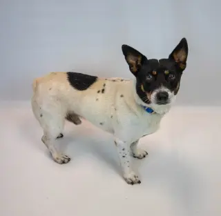 Alfalfa