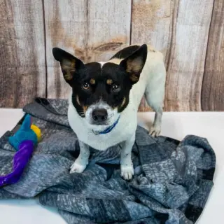 Alfalfa