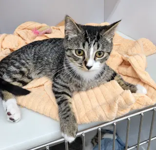 Kitten Ehren