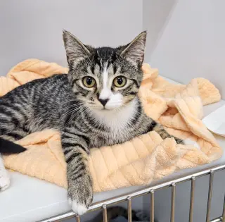 Kitten Ehren
