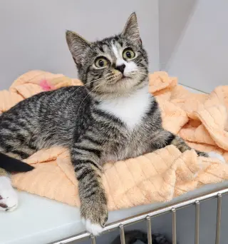 Kitten Ehren