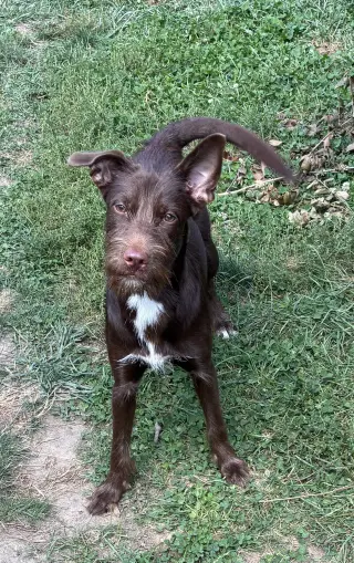 Pippy