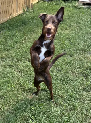 Pippy