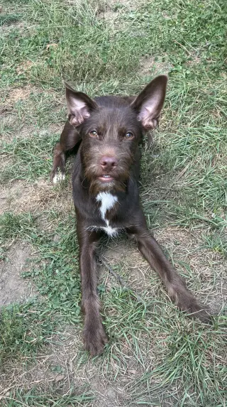 Pippy