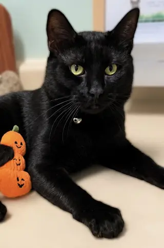 Frankie