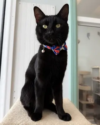 Frankie