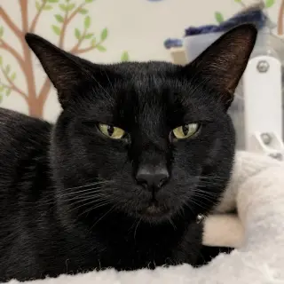 Frankie