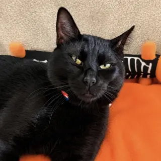 Frankie