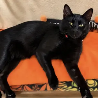 Frankie