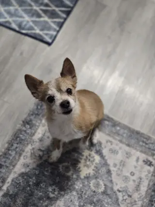 Kit Copper Roo