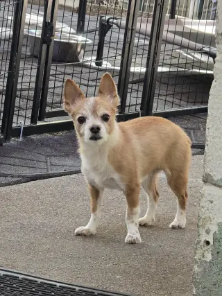 Kit Copper Roo