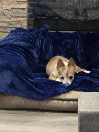 Kit Copper Roo